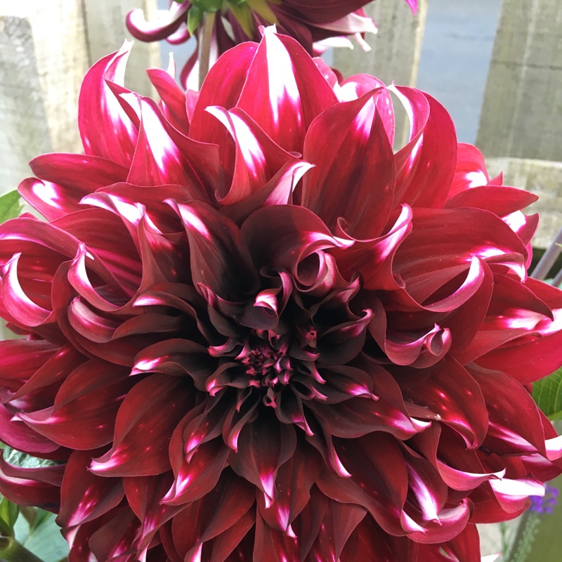 Dahlia Tartan in the GardenTags plant encyclopedia