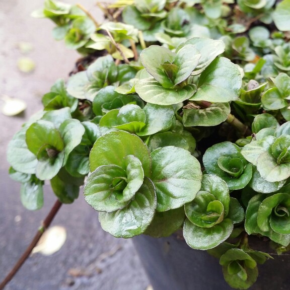 Corn Mint in the GardenTags plant encyclopedia