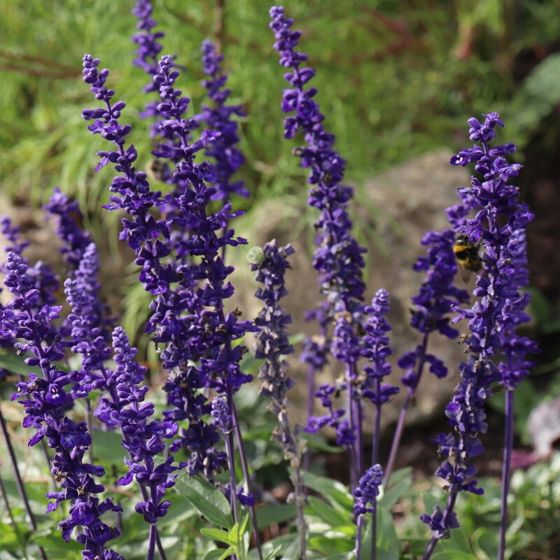 Salvia Victoria Blue in the GardenTags plant encyclopedia