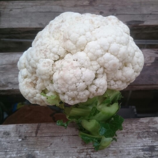 Cauliflower in the GardenTags plant encyclopedia