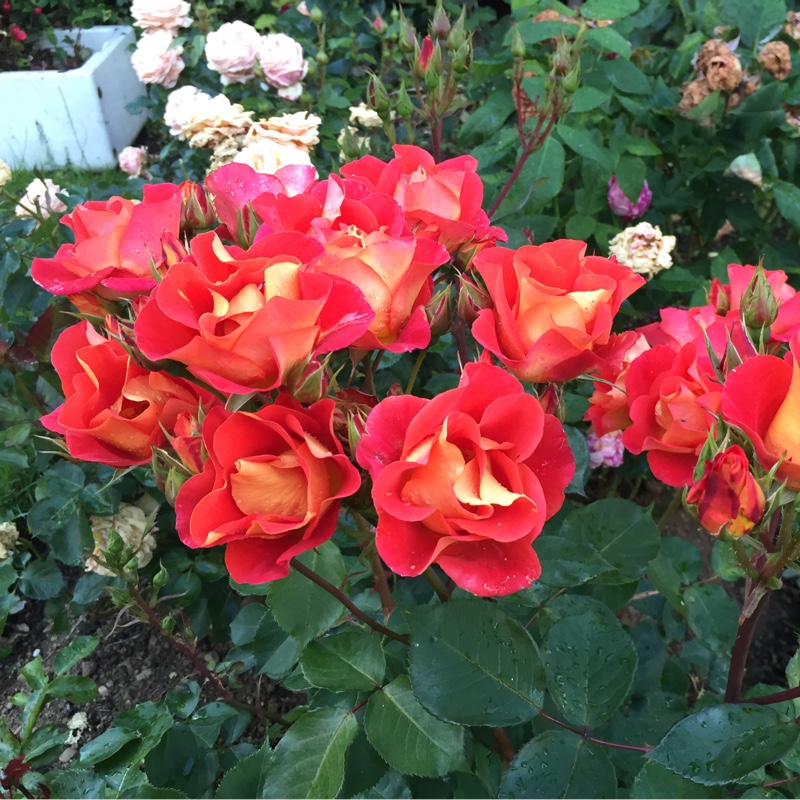 Floribunda Rose Bright And Breezy in the GardenTags plant encyclopedia