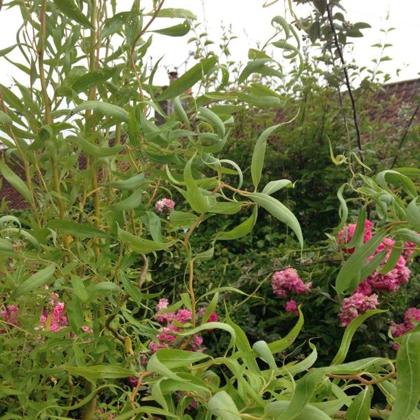 Twisted Willow in the GardenTags plant encyclopedia