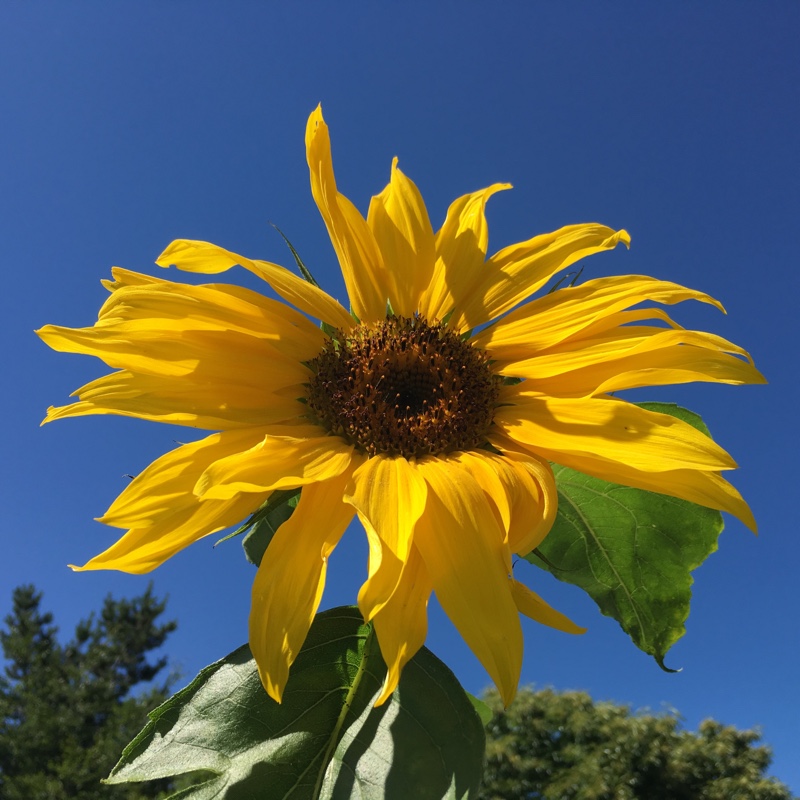 Sunflower American Giant in the GardenTags plant encyclopedia