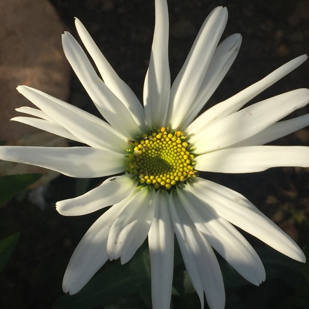 Shasta Daisy Bishopstone in the GardenTags plant encyclopedia