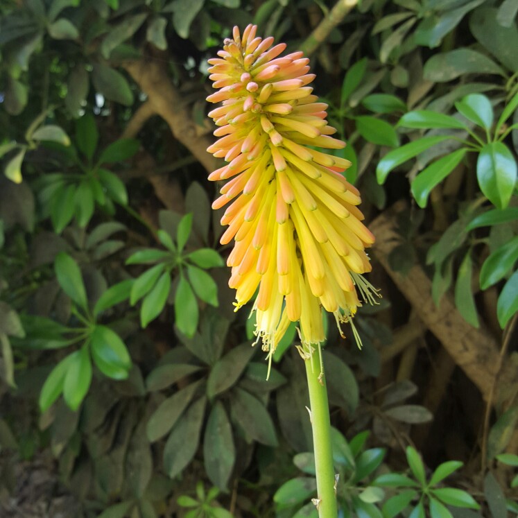 Red Hot Poker Winter Cheer in the GardenTags plant encyclopedia