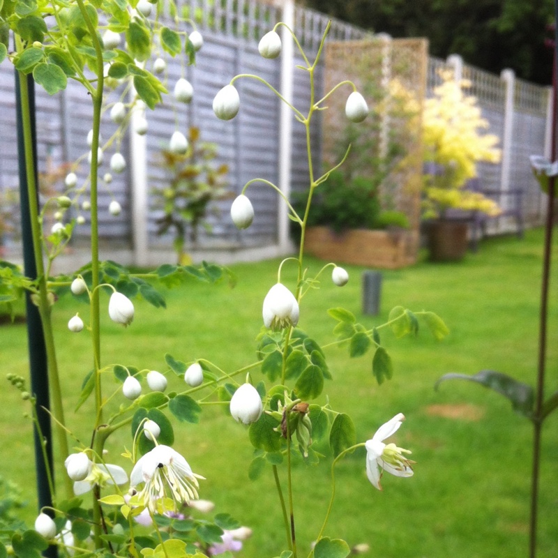 Meadow-rue in the GardenTags plant encyclopedia