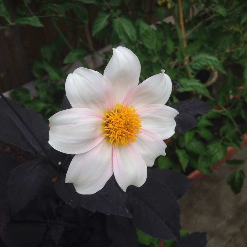 Dahlia Twynings After Eight (Single-flowered) in the GardenTags plant encyclopedia