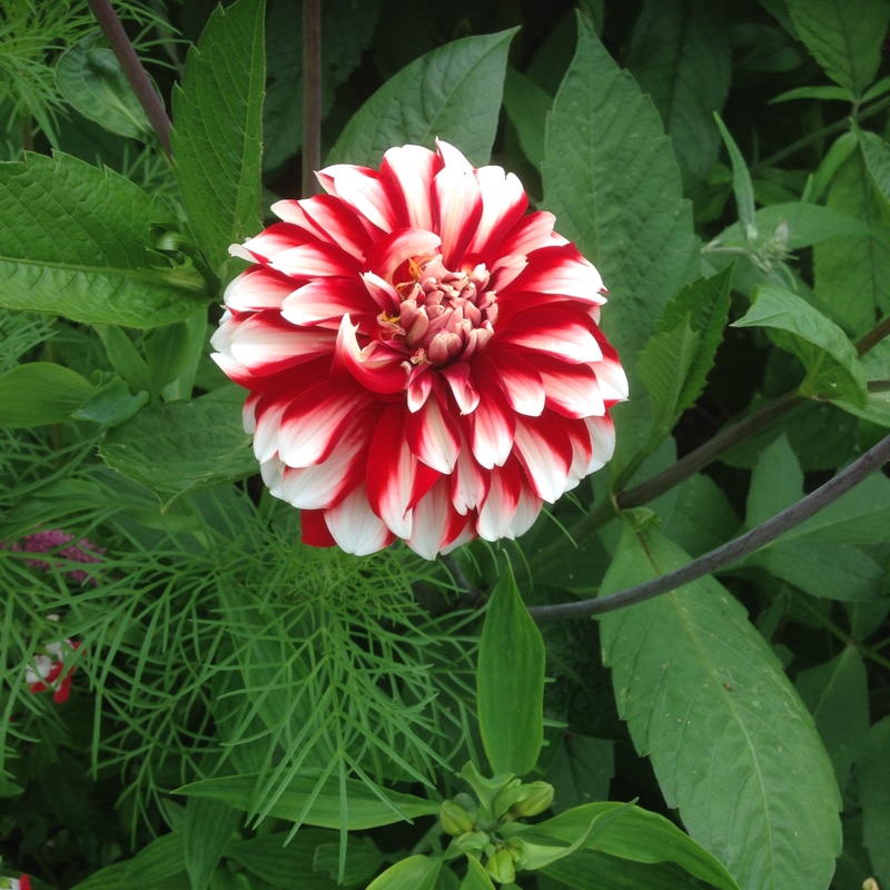 Dahlia Duet in the GardenTags plant encyclopedia