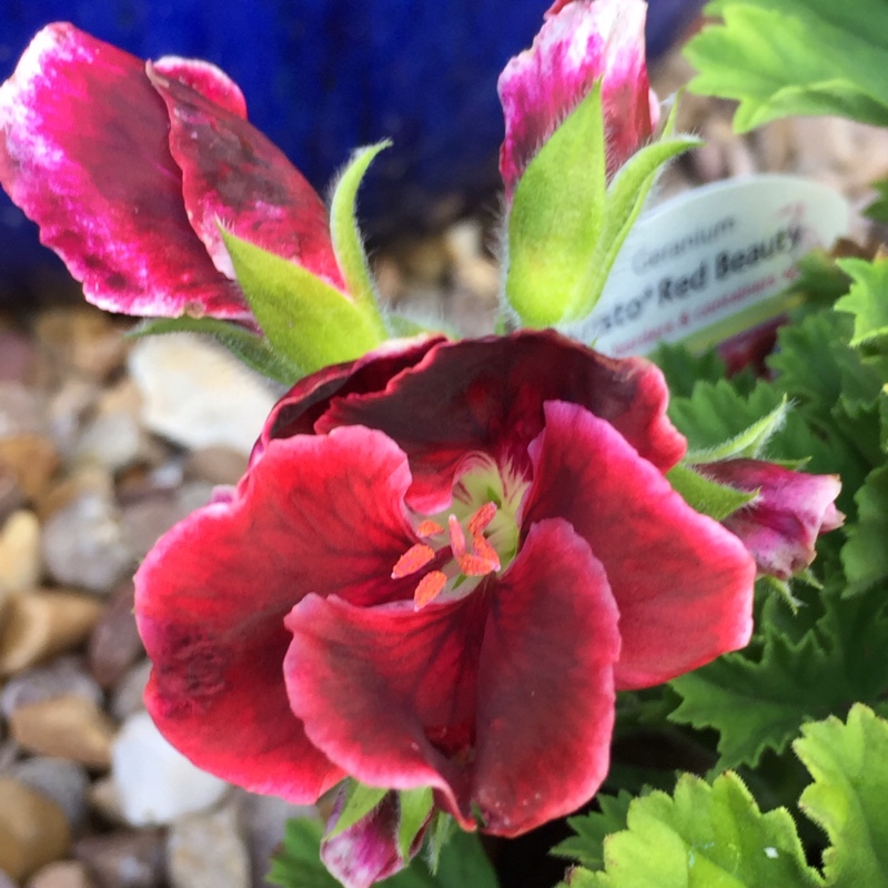 Pelargonium Aristo Red Beauty (Regal) in the GardenTags plant encyclopedia