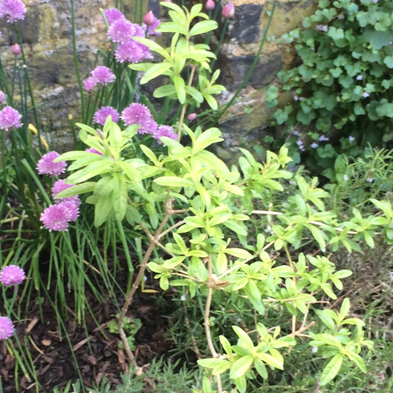 Lemon Verbena in the GardenTags plant encyclopedia