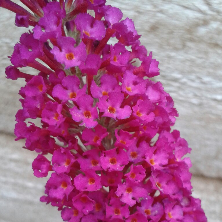 Butterfly Bush Buzz Velvet in the GardenTags plant encyclopedia