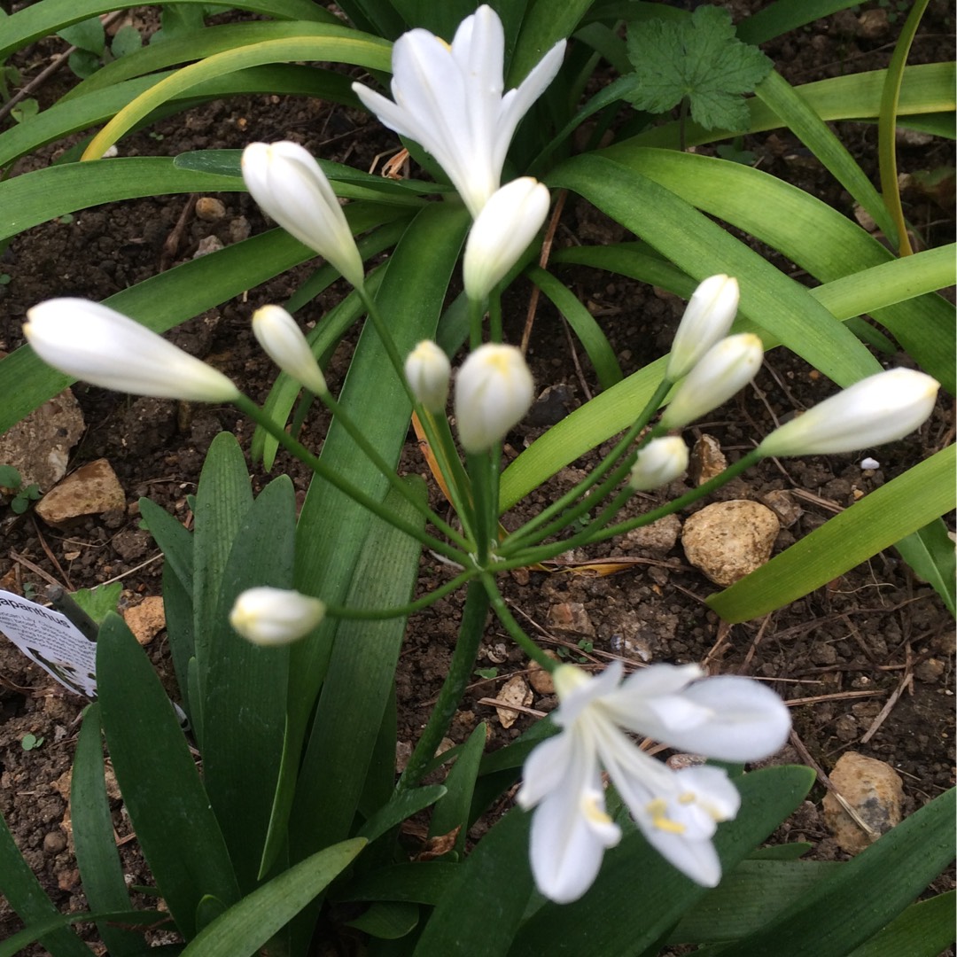 African Lily Snowstorm in the GardenTags plant encyclopedia