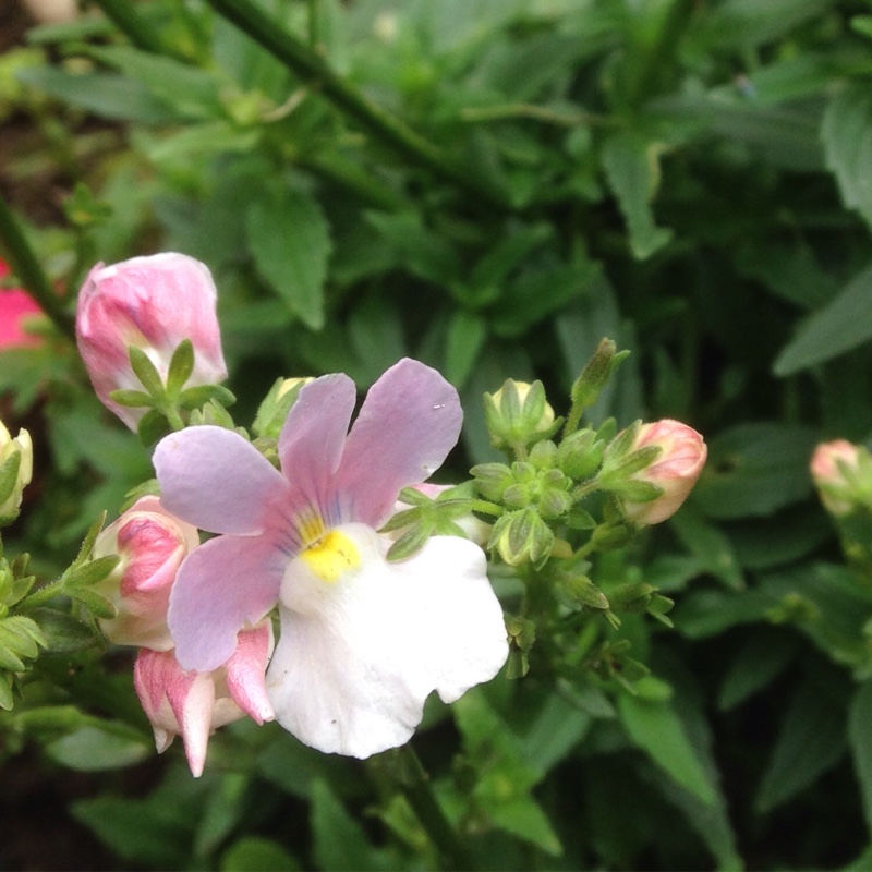 Nemesia Amelie in the GardenTags plant encyclopedia