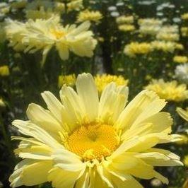 Leucanthemum x superbum Real Dream in the GardenTags plant encyclopedia