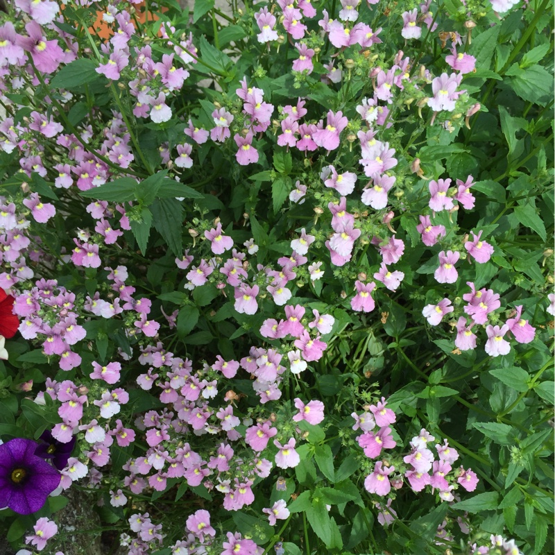 Nemesia Confetti in the GardenTags plant encyclopedia