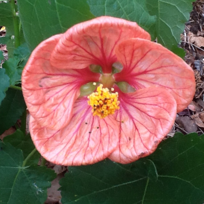 Flowering Maple Bella Red in the GardenTags plant encyclopedia