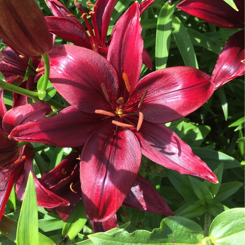 Lily Landini (Asiatic) in the GardenTags plant encyclopedia