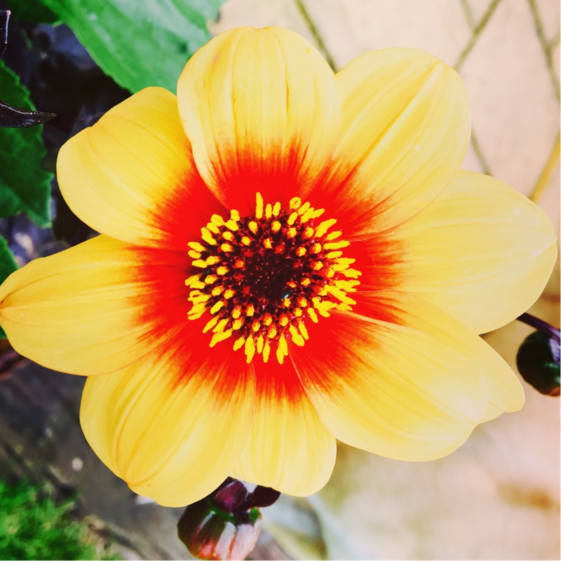 Dahlia Sunshine in the GardenTags plant encyclopedia