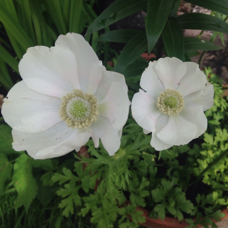 Anemone De Caen The Bride in the GardenTags plant encyclopedia