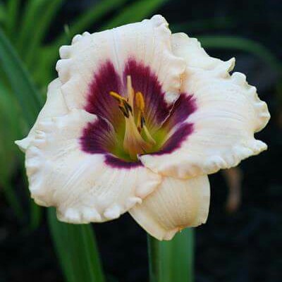 Daylily Blueberry Candy in the GardenTags plant encyclopedia