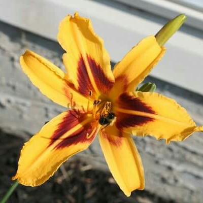 Daylily Bonanza in the GardenTags plant encyclopedia