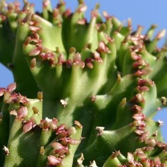 Coral Cactus in the GardenTags plant encyclopedia