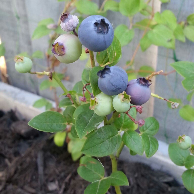 Blueberry in the GardenTags plant encyclopedia