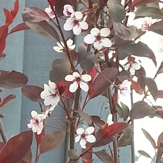 Sand Cherry in the GardenTags plant encyclopedia