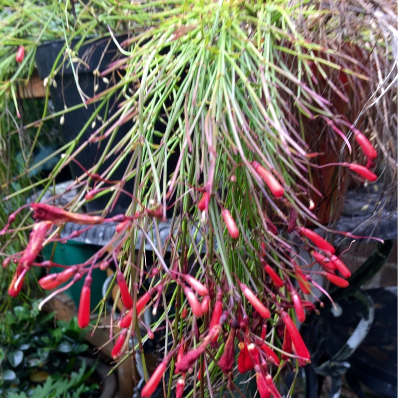 Firecracker Plant in the GardenTags plant encyclopedia