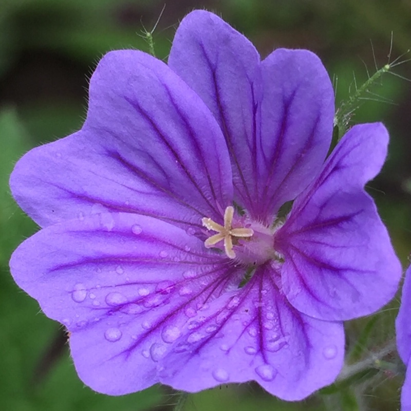 Geranium Orchid Blue in the GardenTags plant encyclopedia