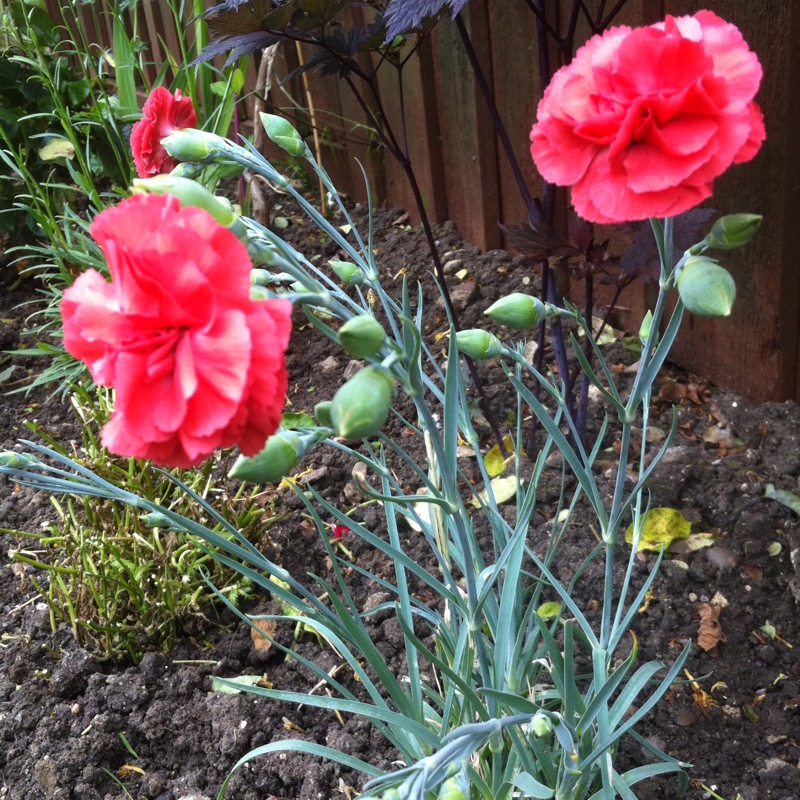 Pink Diane in the GardenTags plant encyclopedia