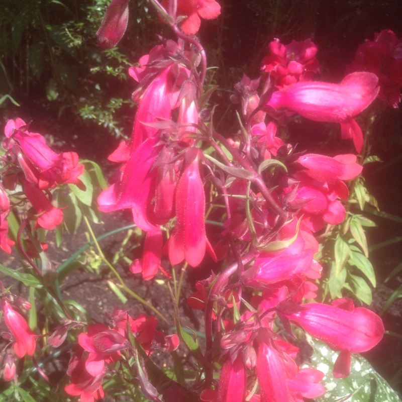 BeardtongueElgar Firefly in the GardenTags plant encyclopedia