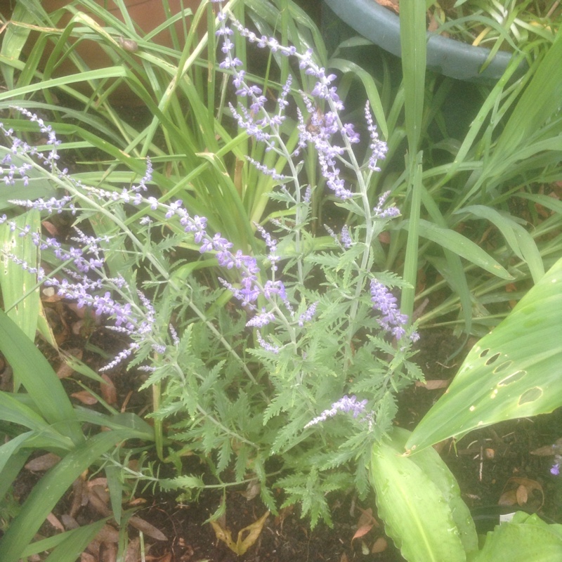 Russian Sage Lacey Blue in the GardenTags plant encyclopedia