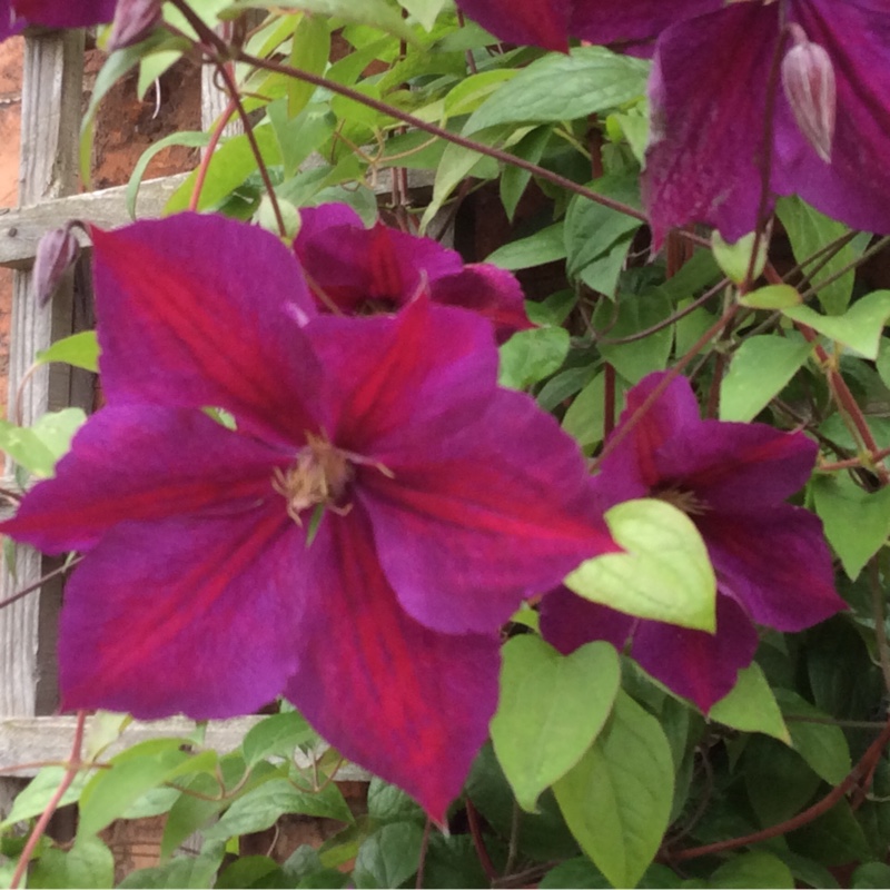 Clematis Star Of India in the GardenTags plant encyclopedia