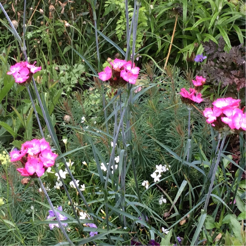 Carthusian Pink in the GardenTags plant encyclopedia