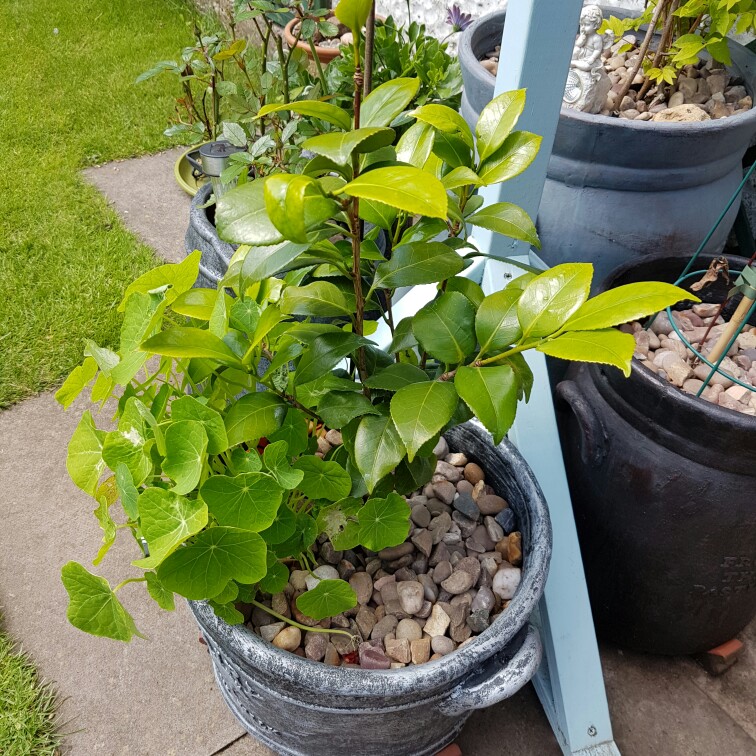 Camellia Christmas Beauty in the GardenTags plant encyclopedia