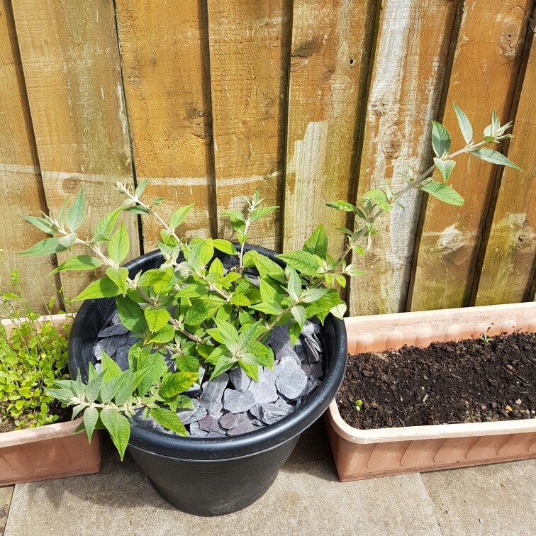 Butterfly Bush Blue Chip in the GardenTags plant encyclopedia