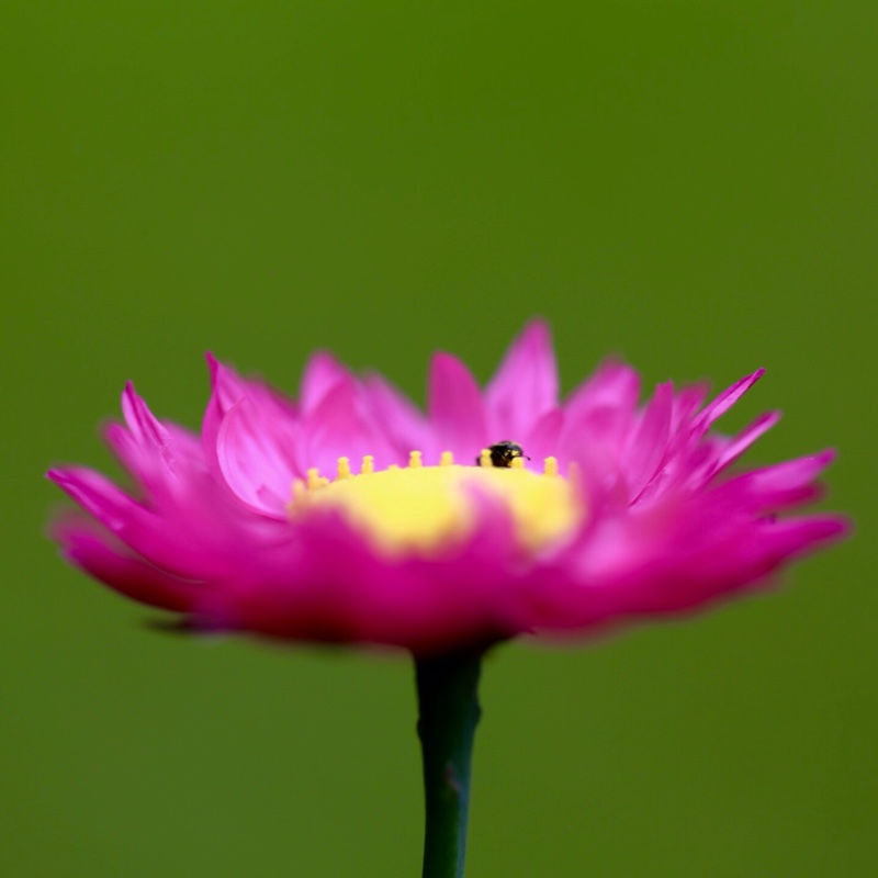 Everlasting Daisy in the GardenTags plant encyclopedia