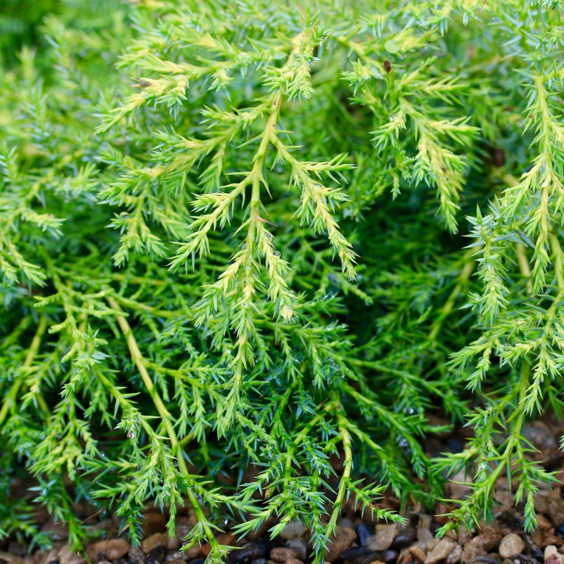 Juniper Pfitzeriana Aurea in the GardenTags plant encyclopedia