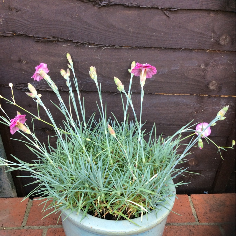 Pink Moulin Rouge in the GardenTags plant encyclopedia