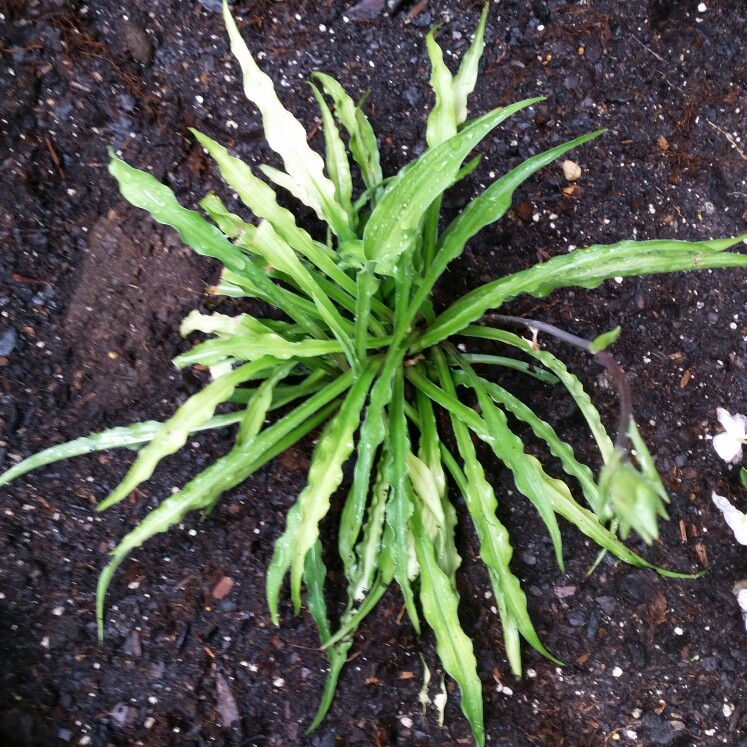 Plantain Lily Curly Fries in the GardenTags plant encyclopedia