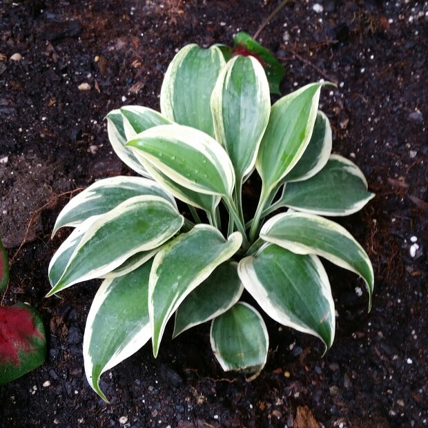 Plantain Lily Blue Ivory in the GardenTags plant encyclopedia