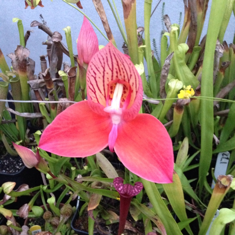 Disa grandiflora orchid in the GardenTags plant encyclopedia