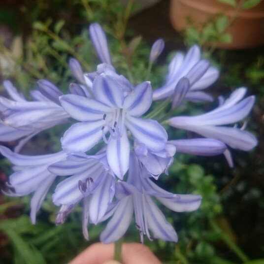 African Lily Twilight Zone in the GardenTags plant encyclopedia