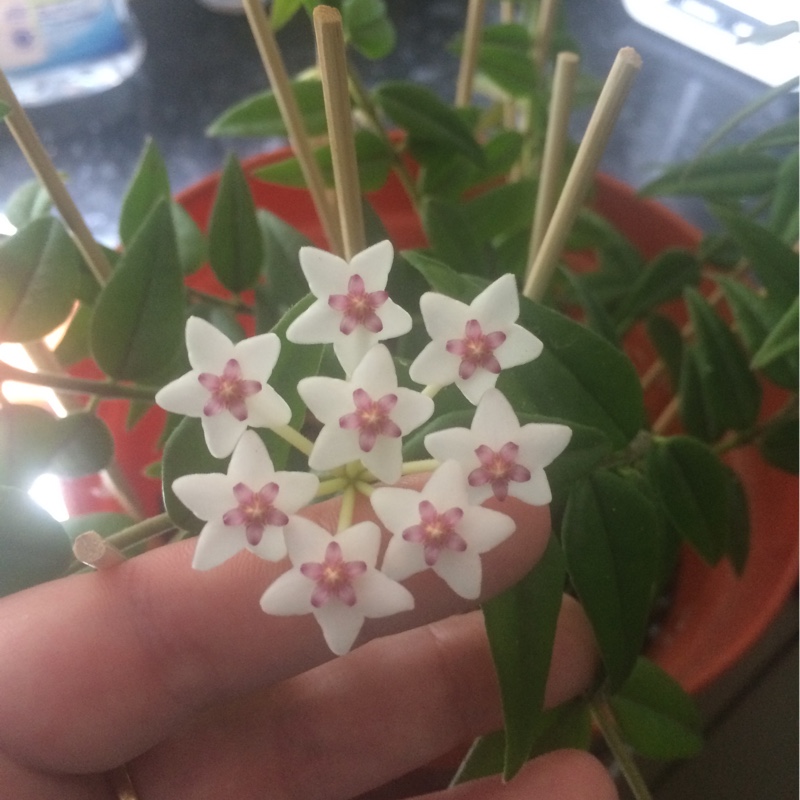 Minature Waxplant in the GardenTags plant encyclopedia