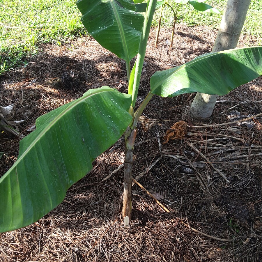 Rhino Horn Plantain in the GardenTags plant encyclopedia