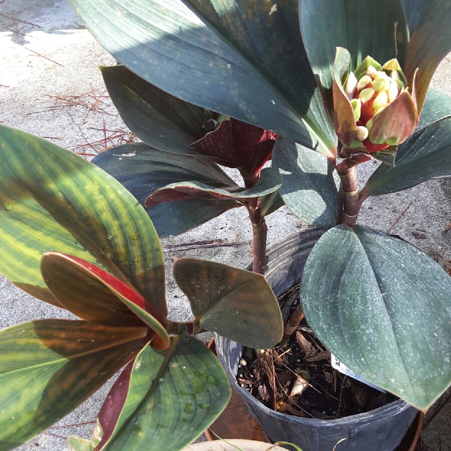 Oxblood Ginger in the GardenTags plant encyclopedia