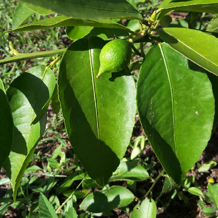 Persian Lime Tree in the GardenTags plant encyclopedia