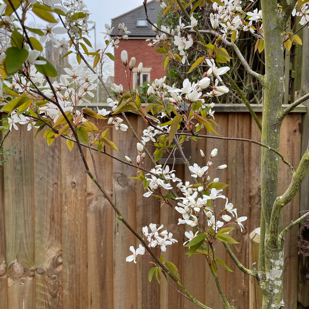 Serviceberry Ballerina in the GardenTags plant encyclopedia