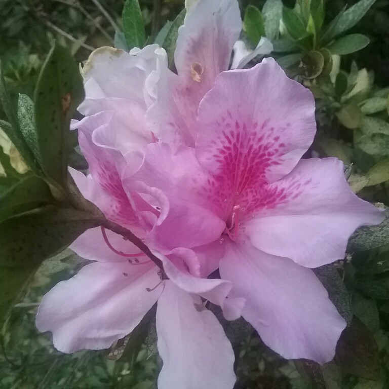 Azalea Exquisite in the GardenTags plant encyclopedia